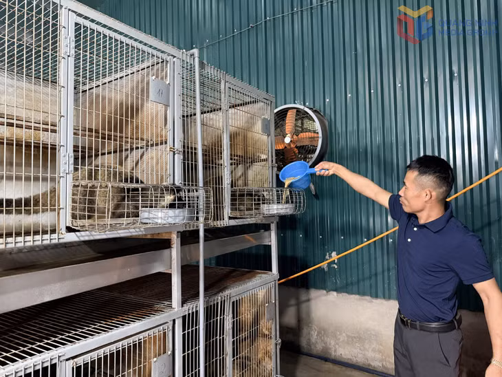 Anh Đỗ Hùng Đon, khu Sông Khoai 8, phường Hiệp Hoà chăm sóc chồn vòi mốc. 