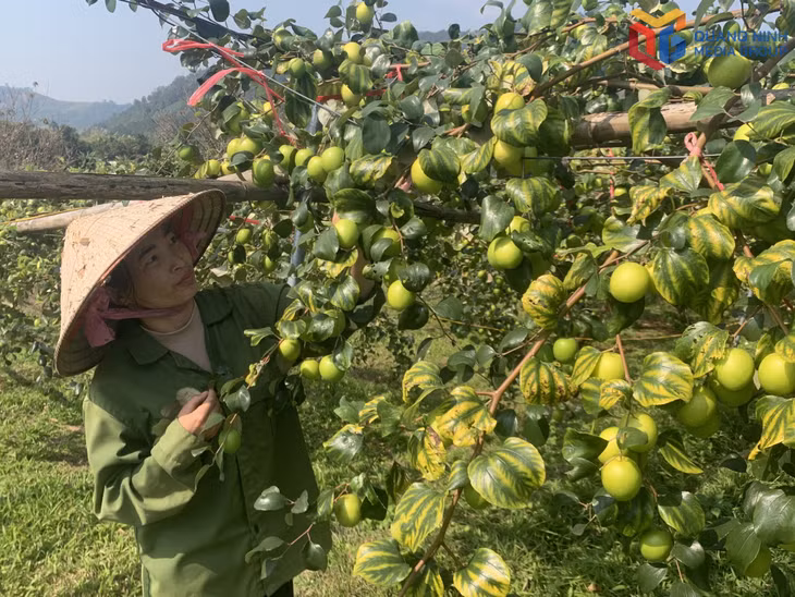 Chị Hoàng Thị Bích Xuân, thôn Lục Nà (xã Lục Hồn) thu hoạch táo để bán cho thương lái.