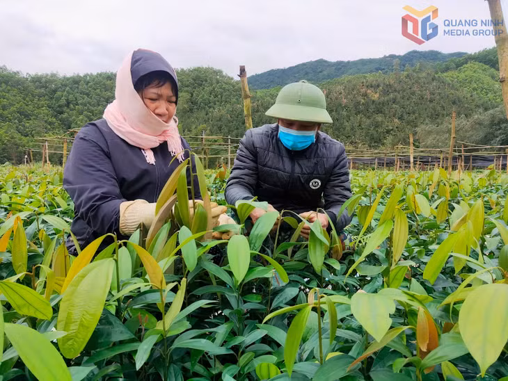 Trồng quế mở ra hướng phát triển kinh tế bền vững cho người dân xã Ba Chẽ.