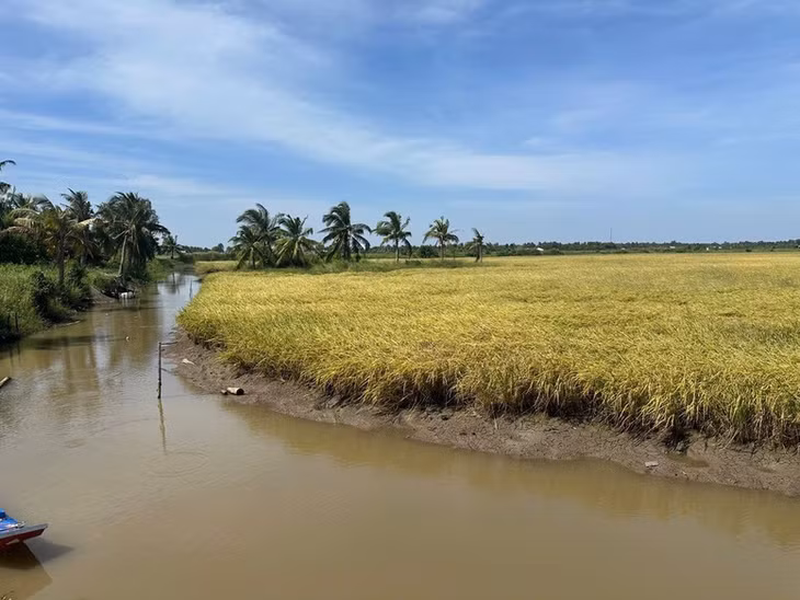 Diện tích gieo cấy lúa cả nước ước đạt khoảng 7,09 triệu ha trong năm 2026 - Ảnh: VGP/Đỗ Hương