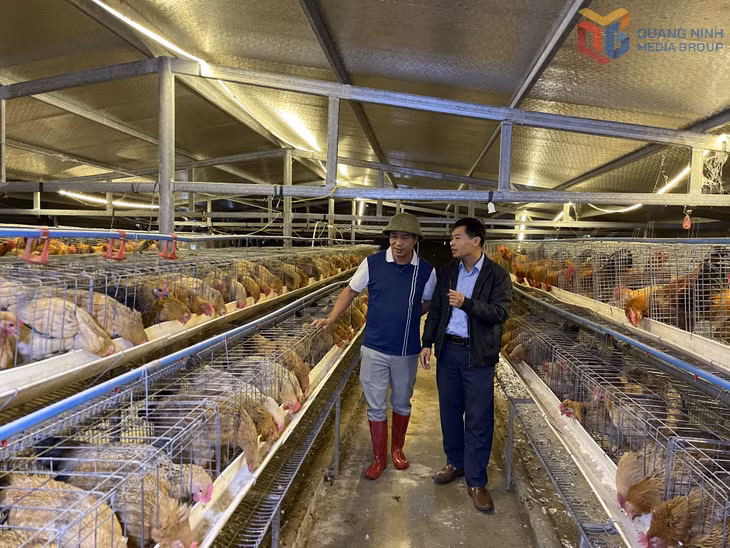 HTX sản xuất kinh doanh nông nghiệp Tuyền Huyền, một trong những cơ sở nhân giống thành công gà bản Đầm Hà.