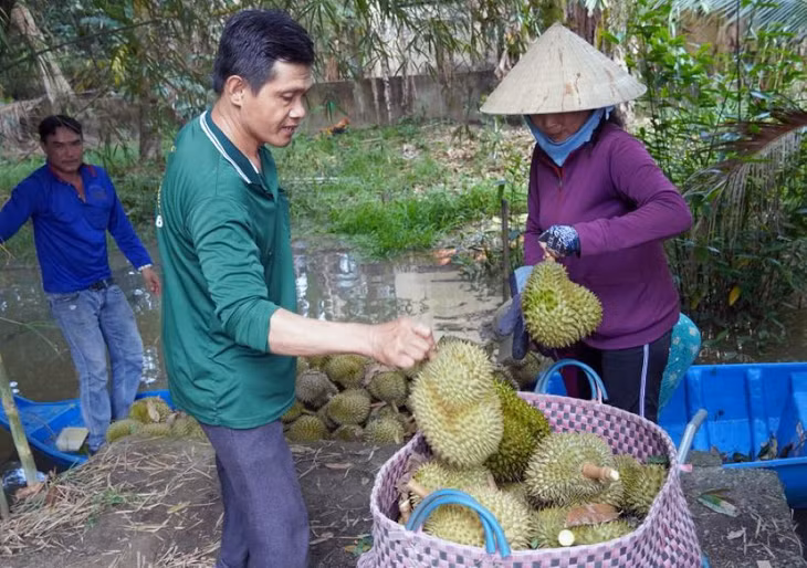 Thu hoạch sầu riêng ở Cần Thơ. Ảnh: Phương Anh