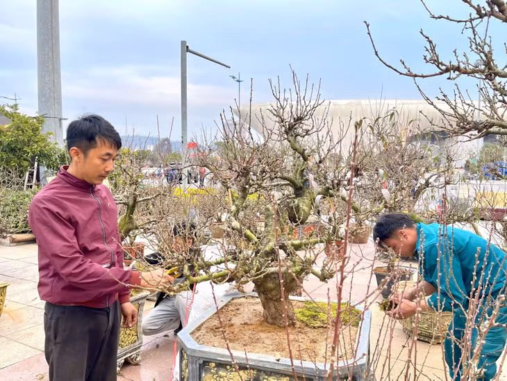 Các nhà vườn đang cắt tỉa lại cành, chăm sóc để hoa nở đúng dịp cho người dân chơi Tết.