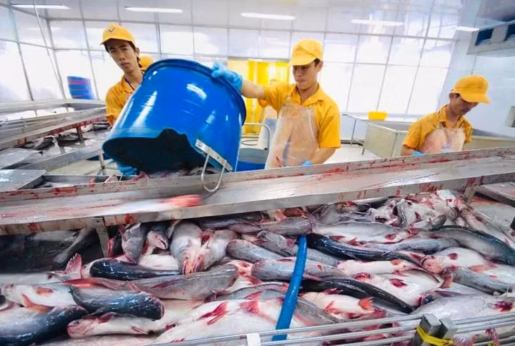 Trung Quốc vẫn là điểm đến hàng đầu của cá tra Việt. Ảnh minh họa