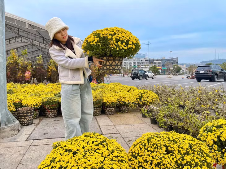 Hoa cúc mâm xôi được nhiều gia đình yêu thích vì tông màu vàng tươi sáng, dễ chăm, bền lâu.