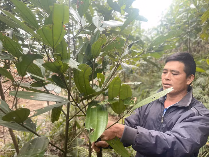 Anh Sằn A Phật (thôn Khe Nặc, xã Đại Dực, huyện Tiên Yên) chăm sóc rừng quế hữu cơ.