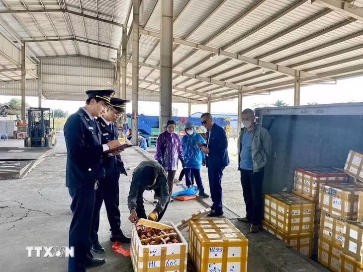 Lực lượng Hải quan Cửa khẩu cầu Bắc Luân II kiểm tra hàng hóa nhập khẩu tại bãi kiểm hóa. (Ảnh: TTXVN phát)