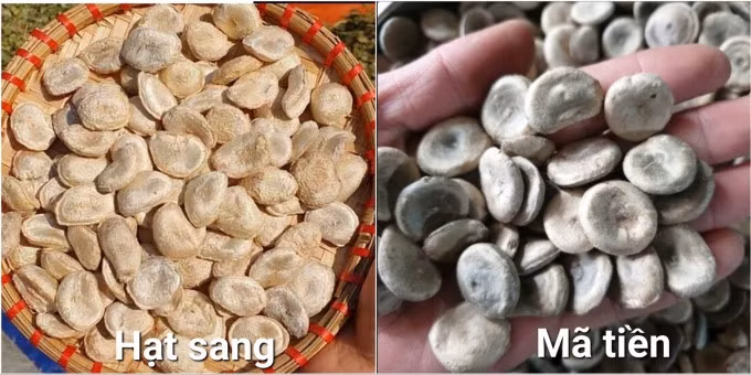 Hạt sang dễ nhầm lẫn với hạt mã tiền. Ảnh: Bệnh viện cung cấp