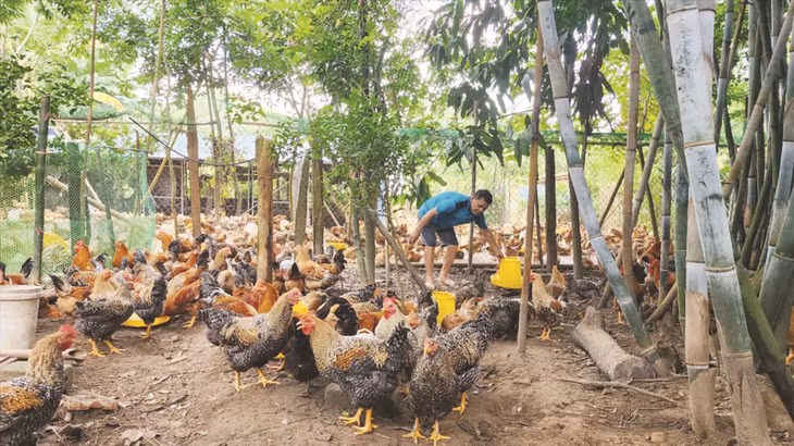 Nhiều hộ nông dân huyện Ba Chẽ phát triển kinh tế hộ gia đình từ nguồn vốn vay.