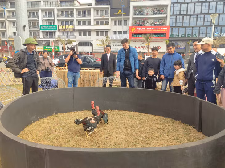 Chọi gà dân gian ở Quảng trường 30/10.