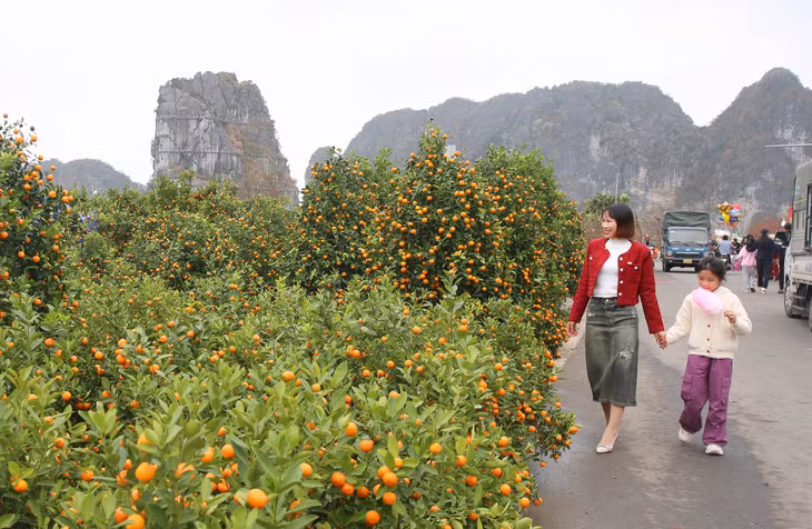 Tại các chợ hoa Xuân, người dân vừa đến tìm mua cho mình những cây đào, cây quất để trang trí ngày Tết...