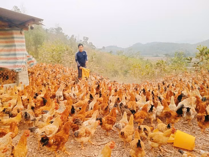 Anh Bế Văn Lỵ (xã Phong Dụ, huyện Tiên Yên) chăm sóc đàn gà chuẩn bị xuất bán trong dịp Tết Nguyên đán Ất Tỵ 2025.