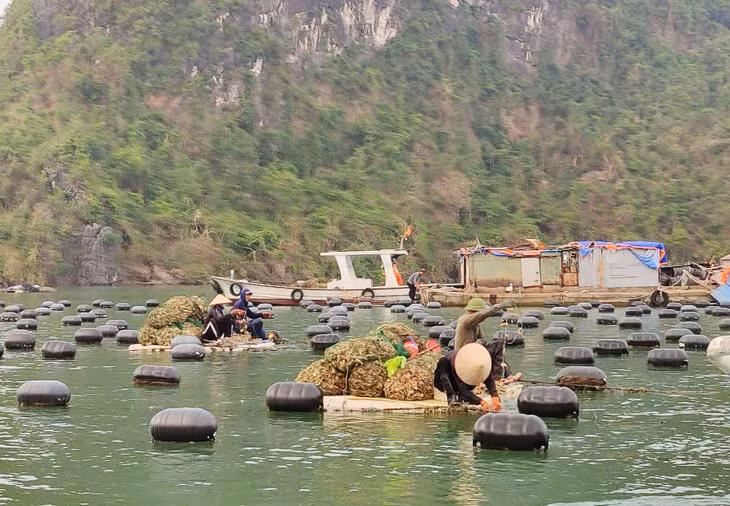 Người dân xã Hạ Long (huyện Vân Đồn) thả giống phục hồi sản xuất sau cơn bão số 3.