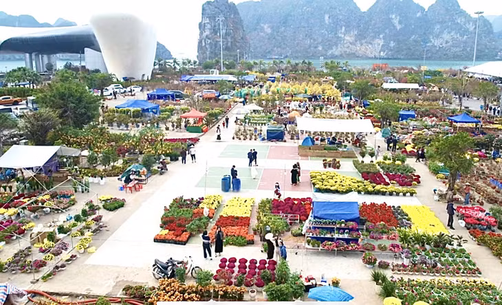 Hội hoa xuân Hạ Long 2025 diễn ra tại Quảng trường 30/10, phường Hồng Hải, TP Hạ Long đến hết ngày 28/1/2025.