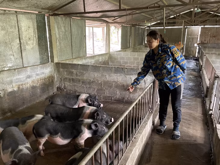 HTX nông nghiệp hữu cơ An Lộc, xã Quảng Nghĩa, TP Móng Cái là một trong những cơ sở chăn nuôi lợn Móng Cái quy mô lớn.