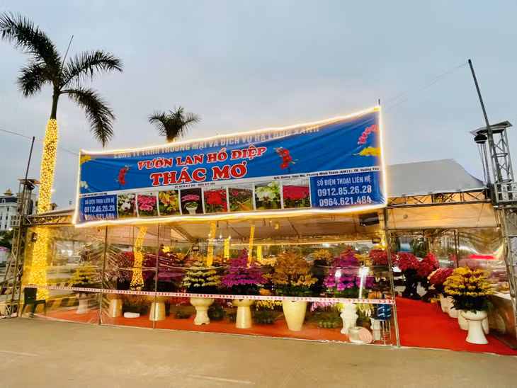 Thời điểm này, nhiều cửa hàng bày bán hoa lan trên các tuyến phố tại TP Hạ Long...
