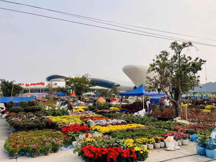 Hội chợ hoa Hạ Long tại sân triển lãm ngoài trời khu vực Cung Quy hoạch, Hội chợ triển lãm tỉnh, Quảng trường 30/10 (phường Hồng Hải) có quy mô lớn nhất trên địa bàn thành phố.