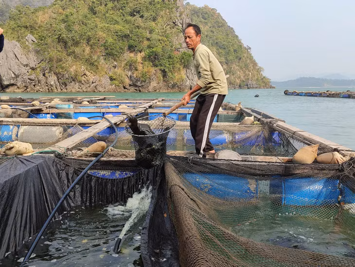 Ông Nguyễn Văn Nam (HTX Làng Chài, cống Lã Vọng, xã Hạ Long, huyện Vân Đồn) chuẩn bị nguồn cá song để cung ứng ra thị trường.