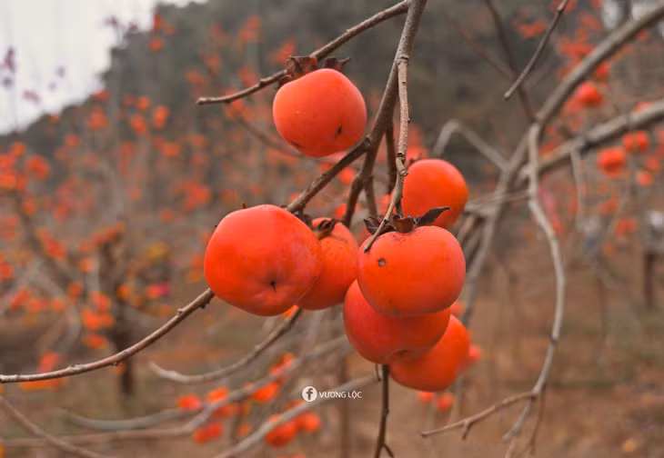 Ngoài chụp ảnh, du khách còn có thể thưởng thức hồng ngâm do chủ vườn chuẩn bị hoặc tự hái hồng mang về làm quà. Ảnh: Vương Lộc