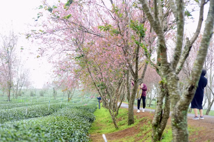 Những gốc mai anh đào này được trồng từ 30 năm trước, không chỉ tạo cảnh quan mà còn trở thành điểm đến yêu thích của du khách.
