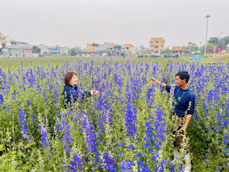 Không ít người dân cũng trực tiếp xuống các ruộng của xã Lê Lợi để mua hoa. Giá một số loại hoa năm nay không có nhiều biến động so với mọi năm.