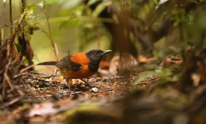 Chim Pitohui sở hữu chất độc batrachotoxin cực mạnh. Ảnh: Discover Wildlife