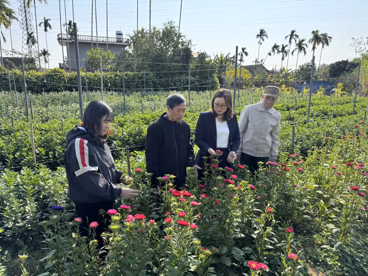 Nông dân huyện Hải Hà tích cực chuyển đổi cơ cấu cây trồng, nhằm gia tăng giá trị canh tác