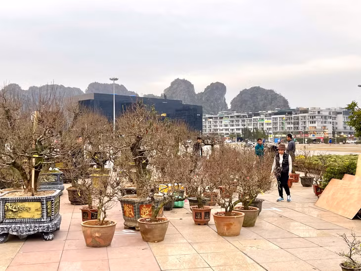 Hoa Tết đã được bày bán tại Quảng trường 30/10 và nhiều tuyến phố trên địa bàn TP Hạ Long.