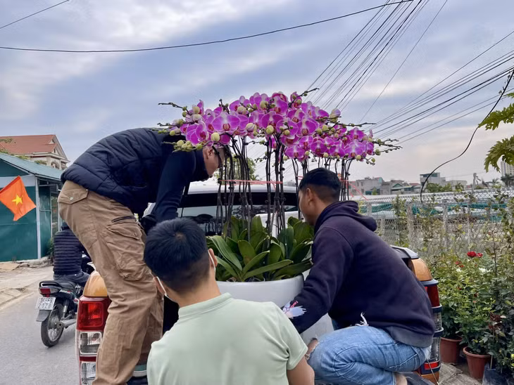 Thời điểm này, nhiều gia đình đã mua hoa lan về trang trí tại nhà.