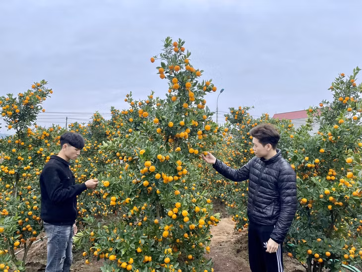 Nhiều người dân tới tận vườn để xem và chọn cho mình những dáng cây cảnh ưng ý.