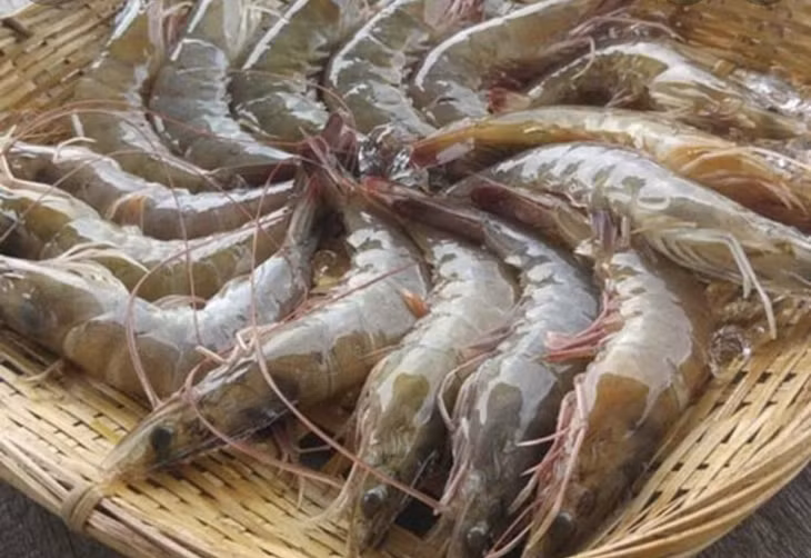 Tôm tươi thường có phần chân màu trong suốt, với chuyển động linh hoạt.