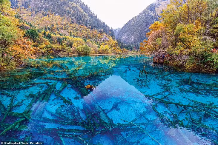 rung cay la anh 11