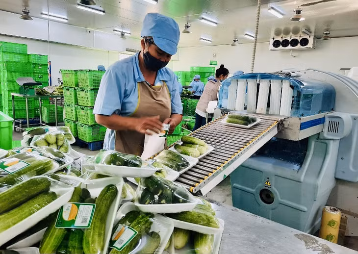 Đóng gói sản phẩm tại Khu nông nghiệp ứng dụng công nghệ cao VinEco (Tập đoàn Vingroup) tại xã Hồng Thái Tây.