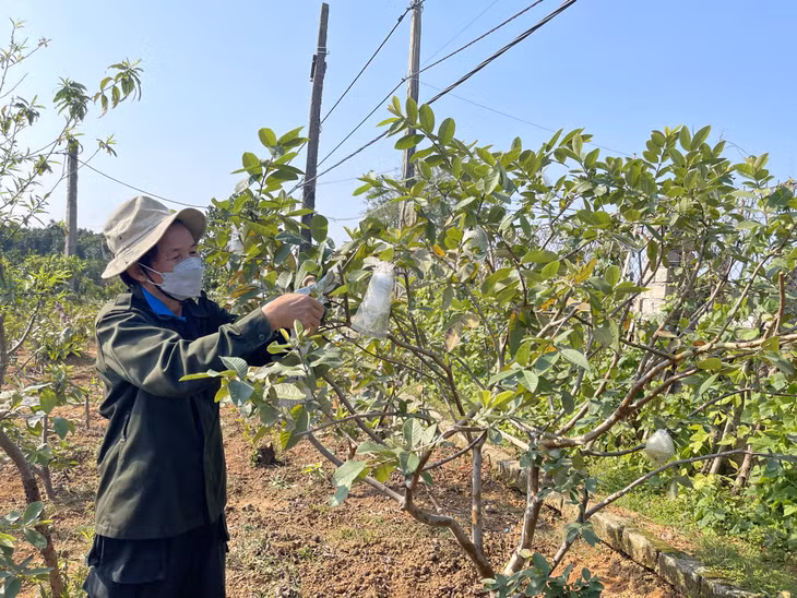 Người dân phường Phương Đông (TP Uông Bí) phát triển mô hình trồng ổi.