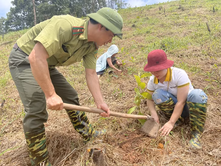 Các cơ quan, đơn vị trồng rừng gỗ lớn tại xã Lương Mông (huyện Ba Chẽ). Ảnh: Cao Quỳnh