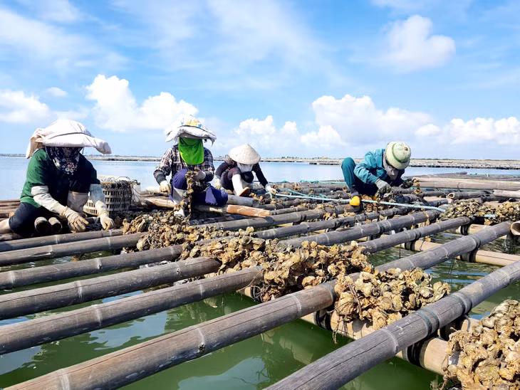 Nhuyễn thể là một trong 3 đối tượng nuôi chủ lực của thủy sản Quảng Ninh.