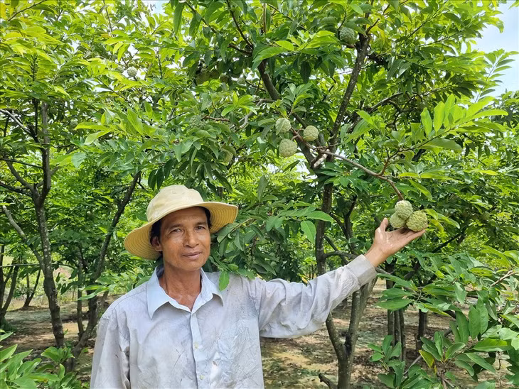 Nông dân Huỳnh Thol là một trong những người tiên phong trồng mãng cầu ta và thành công kỹ thuật cho trái mùa nghịch ở TX. Vĩnh Châu, Sóc Trăng. Ảnh: Văn Sỹ