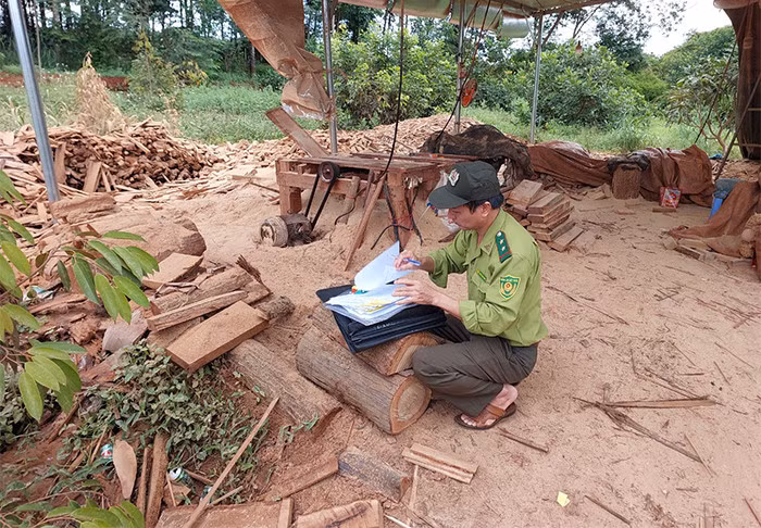 Lực lượng chức năng kiểm tra, xác minh nguồn gốc lâm sản.
