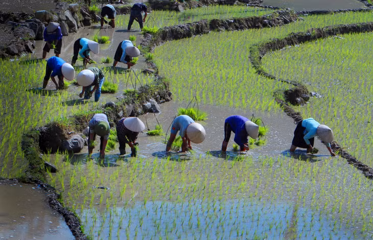 Thợ cấy. Ảnh: Vũ Tiến Dũng (CTV)