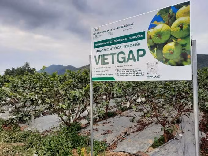 Từ 9ha ban đầu, đến nay kỹ thuật sản xuất VietGAP đã lan tỏa ra toàn vùng sản xuất ổi tập trung của xã Sơn Dương (TP Hạ Long) với gần 400ha.