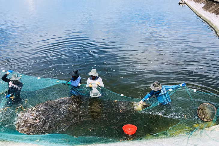 Các hộ nuôi tôm phường Hải Hòa (TP Móng Cái) thu hoạch tôm thẻ chân trắng. Ảnh: Hải Hà