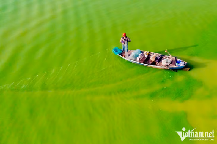 Một ngư dân cho biết, cá cơm là loại thu hoạch được nhiều nhất. Họ phải dùng nhiều cách để đánh bắt như: lưới kéo khơi, lưới giăng và đèn điện chiếu sáng để “dụ” cá. Loài cá cơm khi nhìn thấy ánh sáng sẽ tự bơi đến tìm thức ăn.