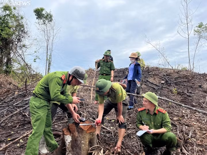 Gần 1 ha rừng bị chặt phá. (Ảnh: B.T)