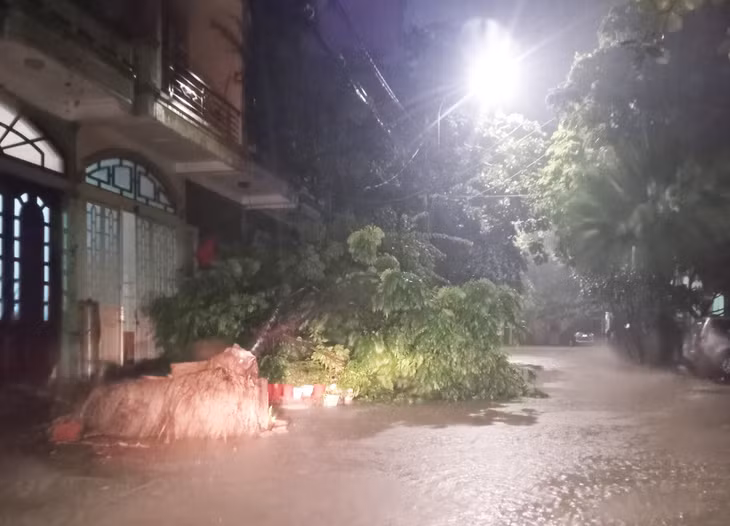 Mưa lớn, kèm theo gió to đã khiến một số gốc cây bị bât gốc.