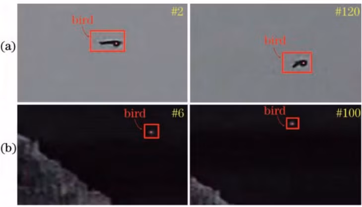 Hình ảnh một con chim bị theo dõi qua camera bình thường và camera nhiệt. Ảnh: Zhao Fan