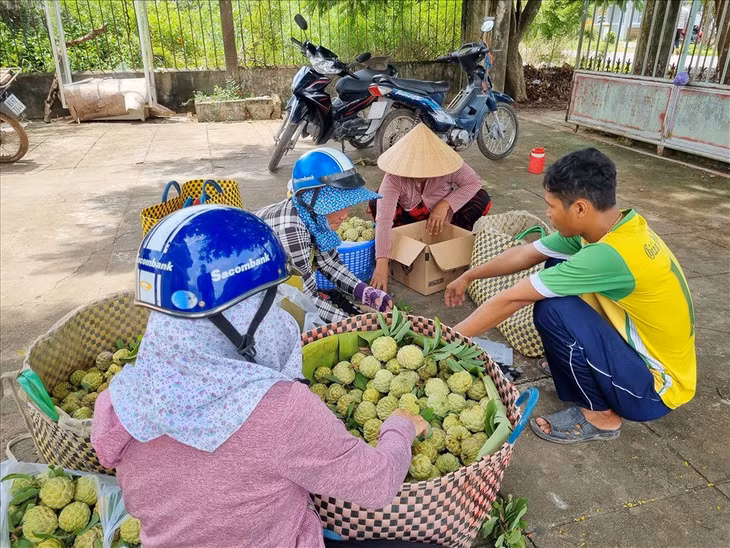 Ông Huỳnh Thol đang bán mãng cầu ta cho thương lái. Ảnh: Văn Sỹ