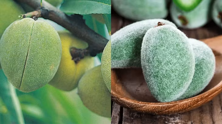 Hạnh nhân xanh rất có lợi cho sức khỏe. Ảnh đồ họa: Hàn Lâm