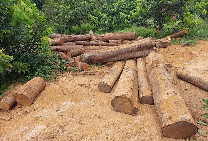 Số gỗ được tập kết tại vườn rẫy của ông Minh.