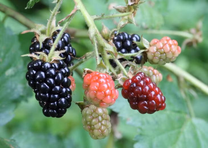 Quả mâm xôi giàu vitamin C, K và protein. (Ảnh minh họa)