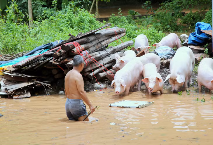Các hộ chăn nuôi lùa đàn gia súc thoát khỏi các vị trí ngập nước.